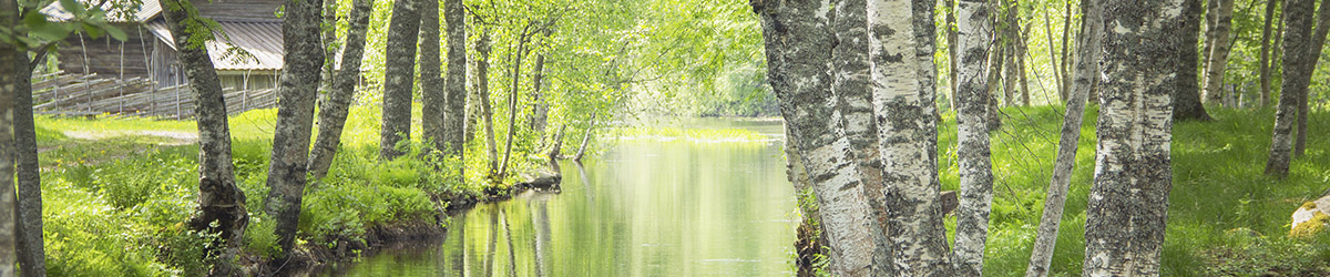 Maisema kapealle jokiuomalle, joka kulkee koivumetsän halki.