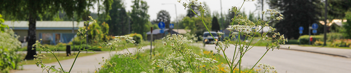 Näkymä kylänraitille, jota reunustaa vehreää kasvillisuutta ja kesäkukkia.